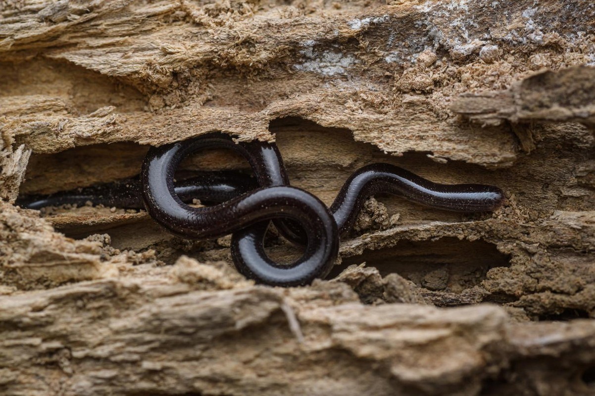 View -             Phát sợ loài rắn trông như con giun được tìm thấy khắp Việt Nam    