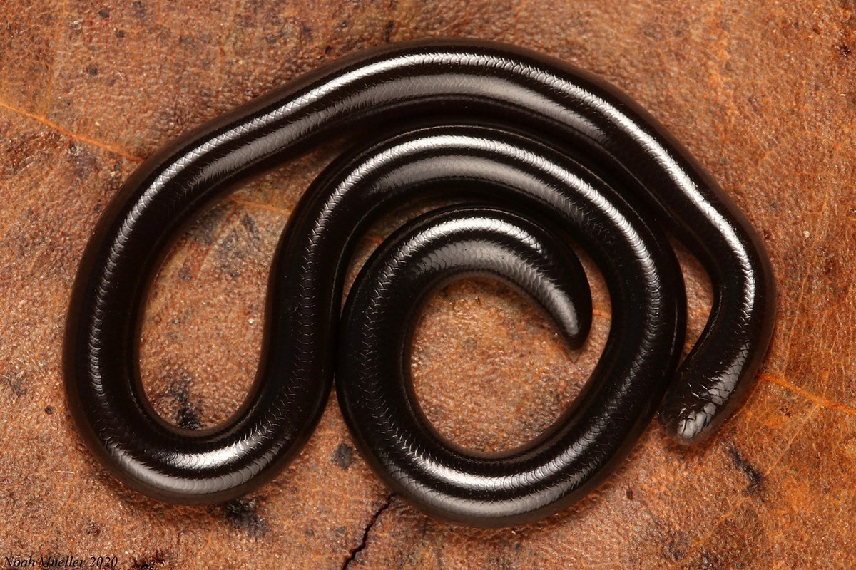 View -             Phát sợ loài rắn trông như con giun được tìm thấy khắp Việt Nam    