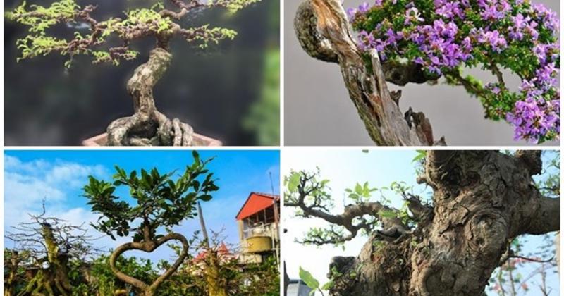 View -             Top 10 bonsai dáng quái có 1-0-2 khiến đại gia mê mẩn    