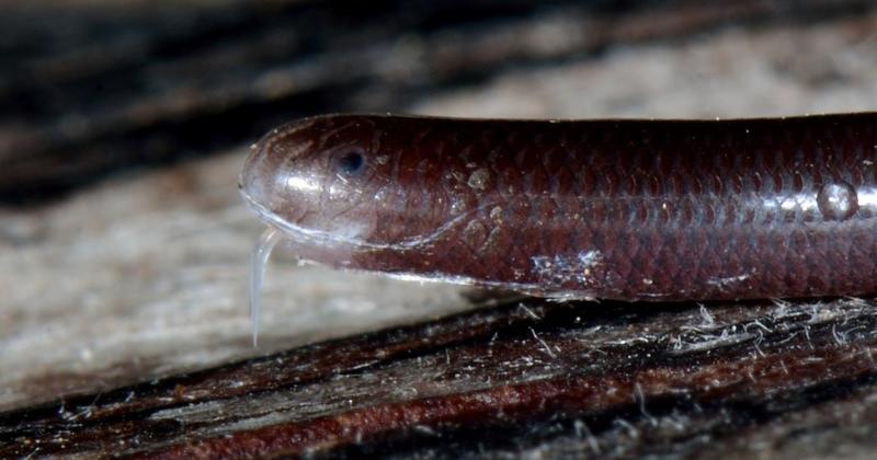             Phát sợ loài rắn trông như con giun được tìm thấy khắp Việt Nam    