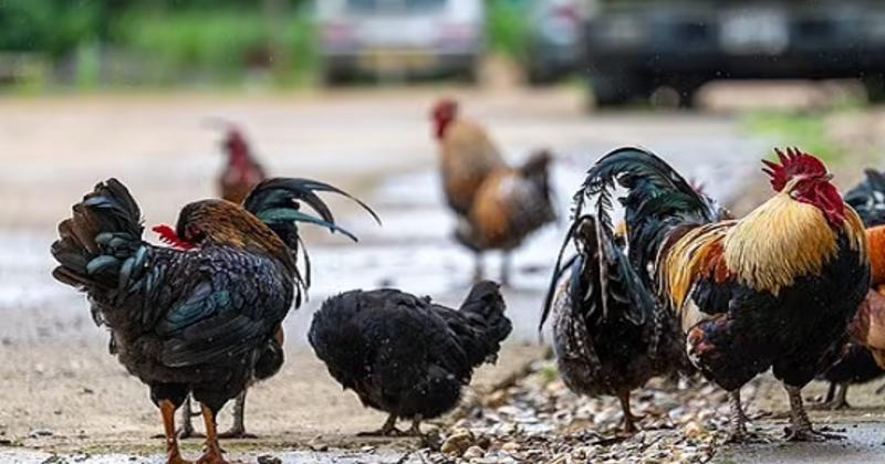             Bên trong ngôi làng 'náo loạn' vì 100 con gà hoang    