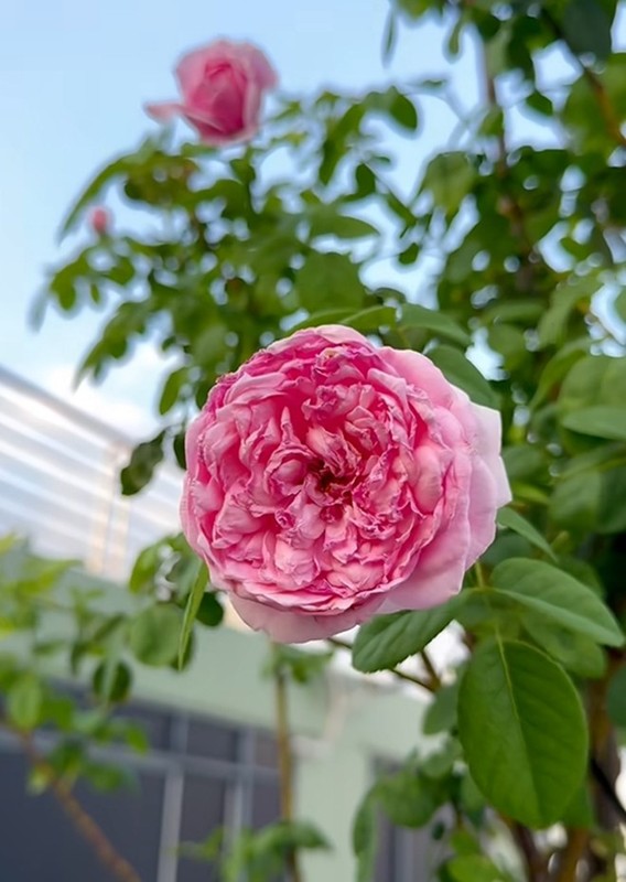 Vườn hồng ngoại 'bung nở hết cỡ' trong nhà Khánh Thi - Phan Hiển
