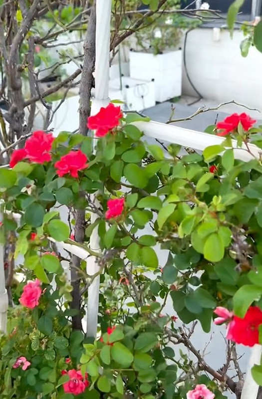 Vườn hồng ngoại 'bung nở hết cỡ' trong nhà Khánh Thi - Phan Hiển