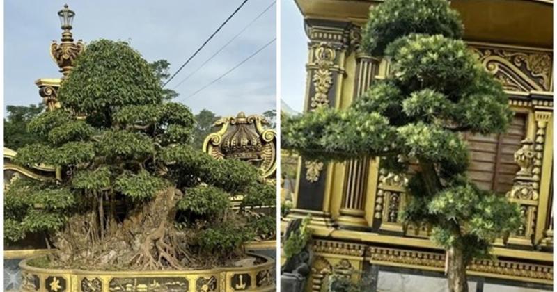View -             Vườn bonsai 'khủng' trong lâu đài 100 tỷ của đại gia xứ Nghệ    