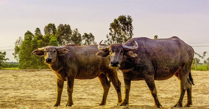 Nội dung chú thích ảnh