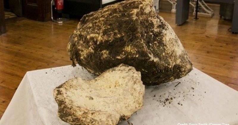             Vớt tảng bơ cổ 2.000 năm dưới đầm lầy, chuyên gia phán 'ăn tốt'    