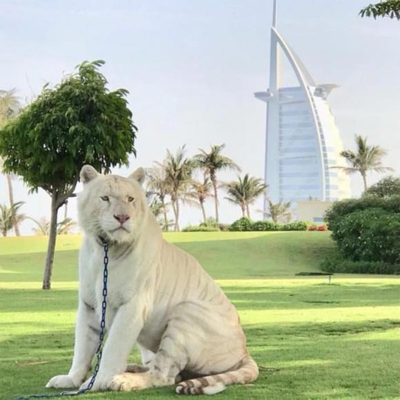 View -             Thú 'đốt tiền' không giống ai của giới nhà giàu Dubai    