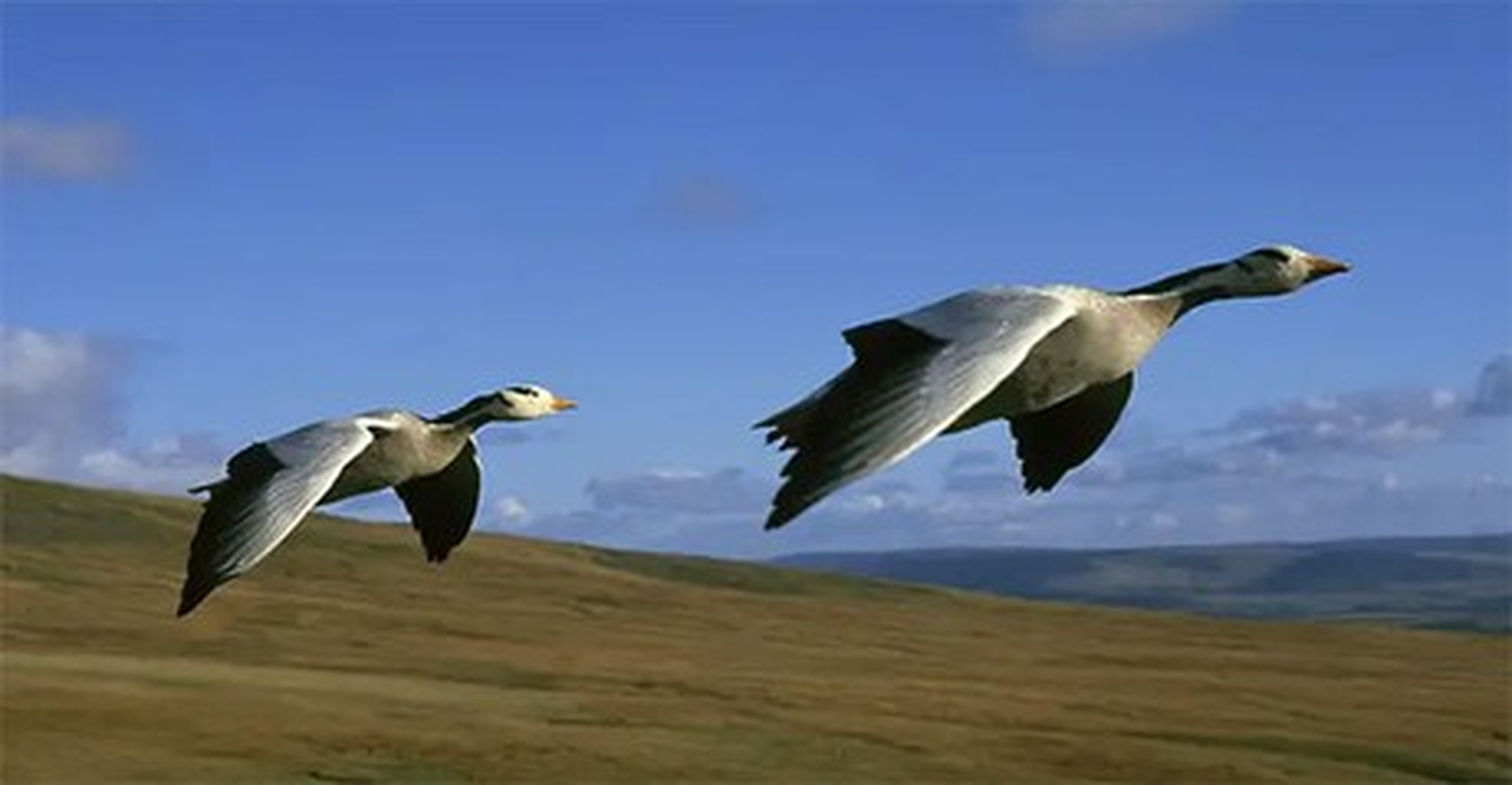 View -             Kinh ngạc những loài chim bay cao nhất hành tinh    