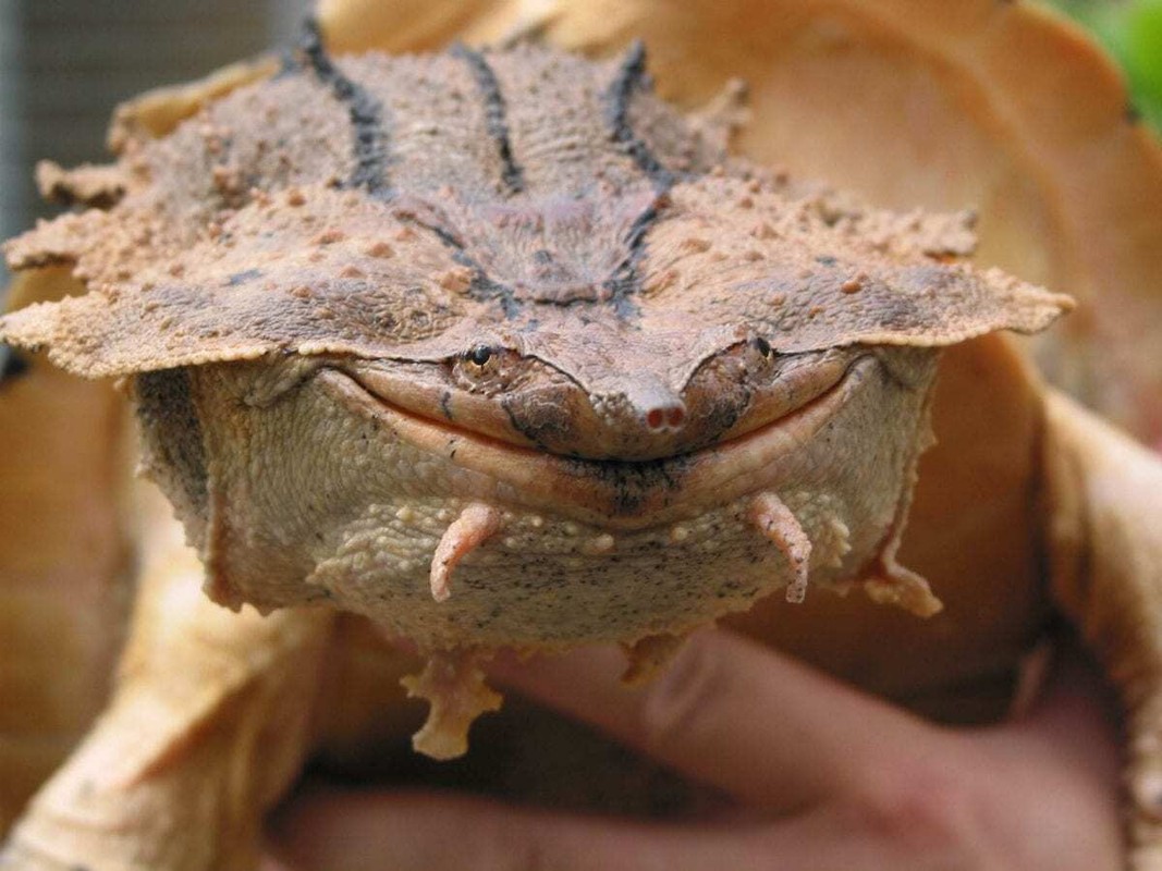             Phát khiếp với loài rùa có hình thù xấu xí nhất thế giới    