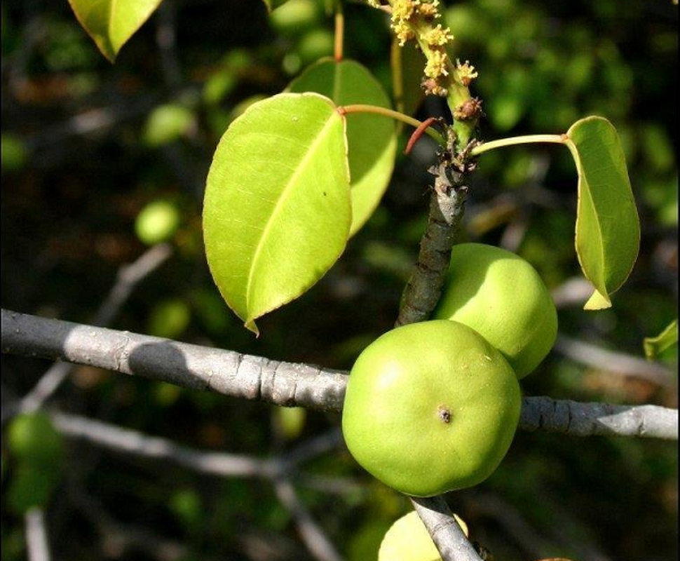 View -             Loài quả nhìn ngon lành nhưng gây ra cái chết ghê gớm hơn axit    