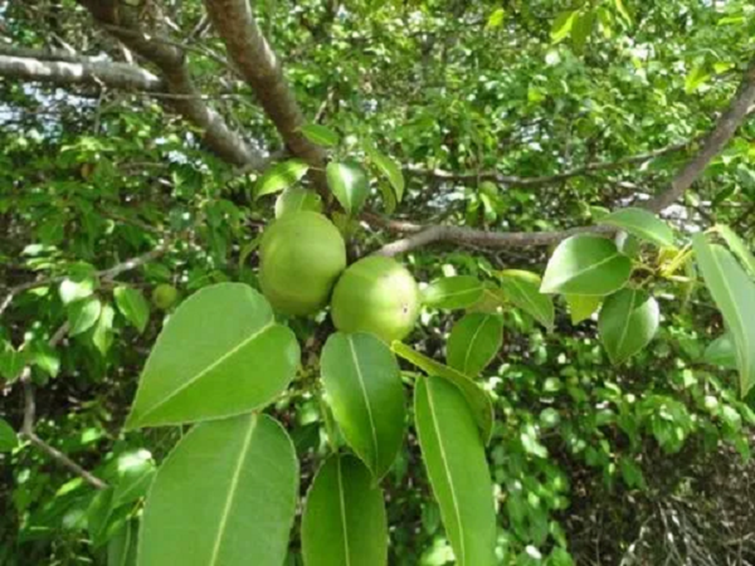 View -             Loài quả nhìn ngon lành nhưng gây ra cái chết ghê gớm hơn axit    