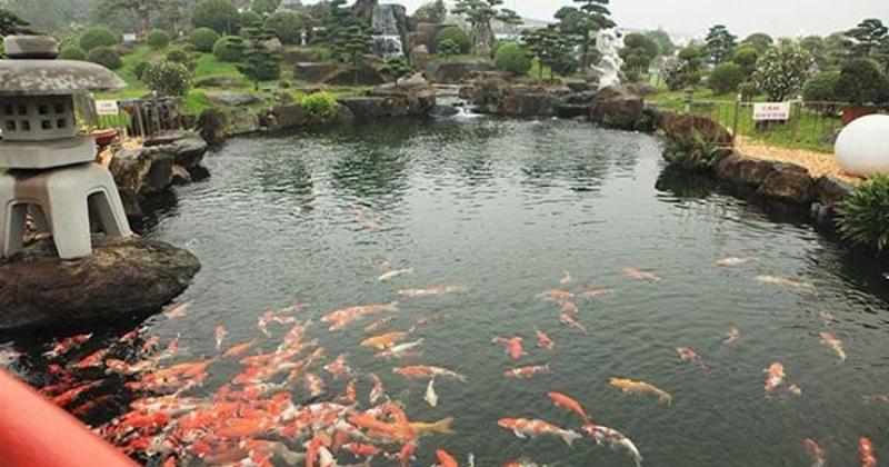 View -             Hồ cá Koi 20 tỷ đẹp từng chi tiết của đại gia Thái Nguyên    