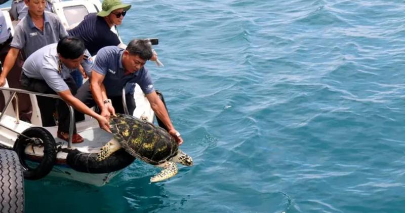 View -             Cá thể rùa biển được thả về tự nhiên ở Phan Thiết: Loài siêu hiếm    