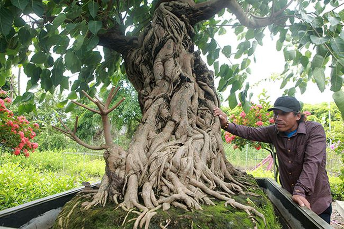 View -             Cây bồ đề trăm tuổi, đại gia chi 2 tỷ 'mua đứt' không thành    