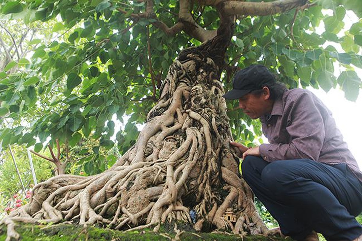 View -             Cây bồ đề trăm tuổi, đại gia chi 2 tỷ 'mua đứt' không thành    