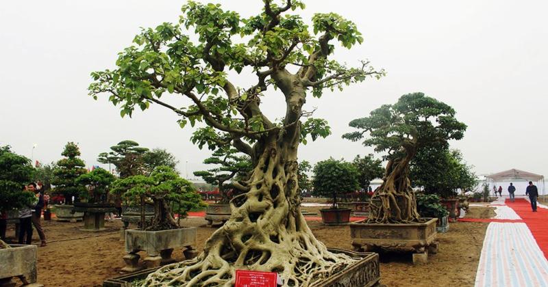             Cây bồ đề trăm tuổi, đại gia chi 2 tỷ 'mua đứt' không thành    