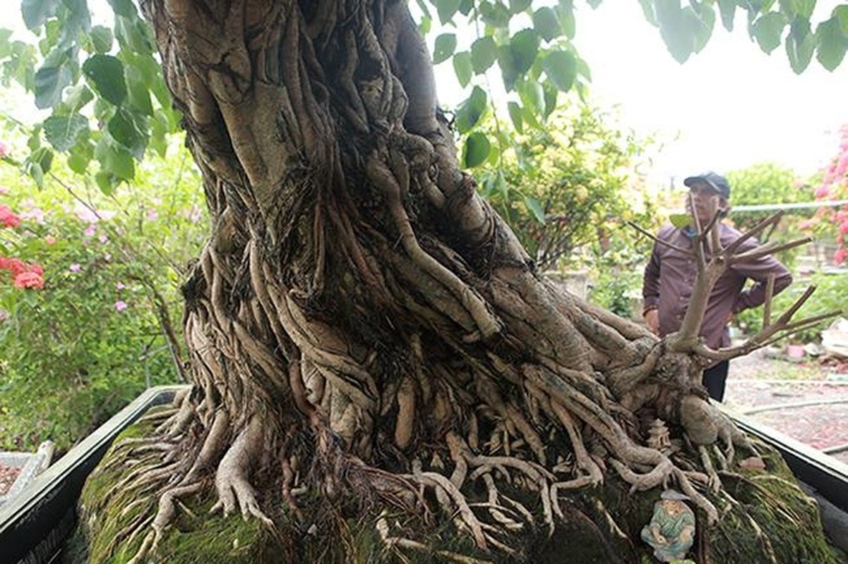 View -             Cây bồ đề trăm tuổi, đại gia chi 2 tỷ 'mua đứt' không thành    