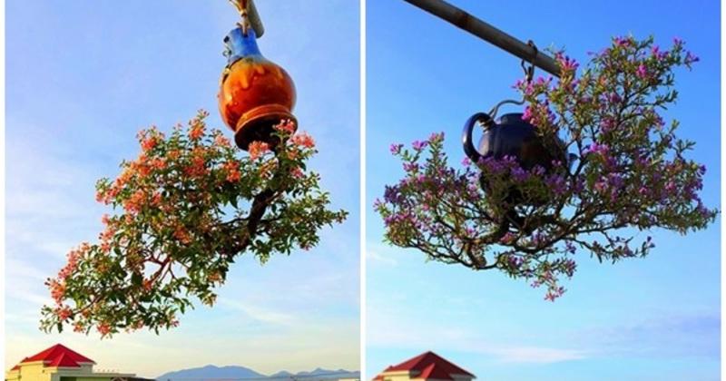 View -             Chiêm ngưỡng dàn bonsai mọc ngược độc nhất vô nhị tại Việt Nam    