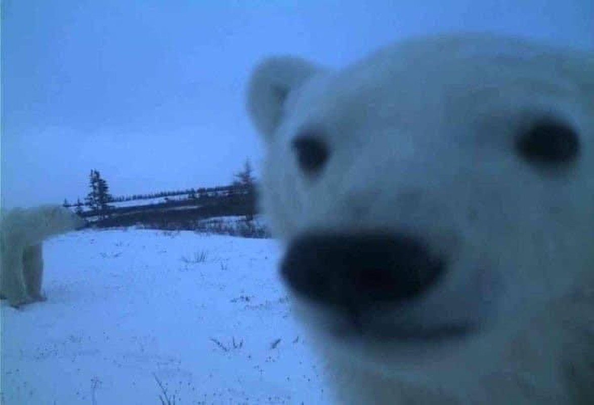 View -             Độc lạ những bức hình 'selfie cũng muôn thú'    