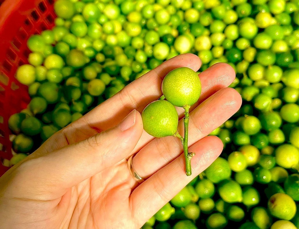             Quả chanh rừng bé tí hon, giá tăng chóng mặt vẫn đắt khách    