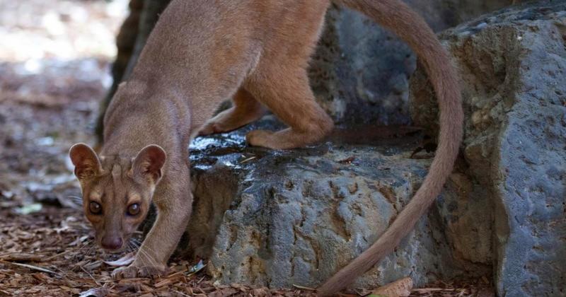 View -             Top 10 loài thú ăn thịt kỳ lạ chỉ có ở đảo Madagascar    