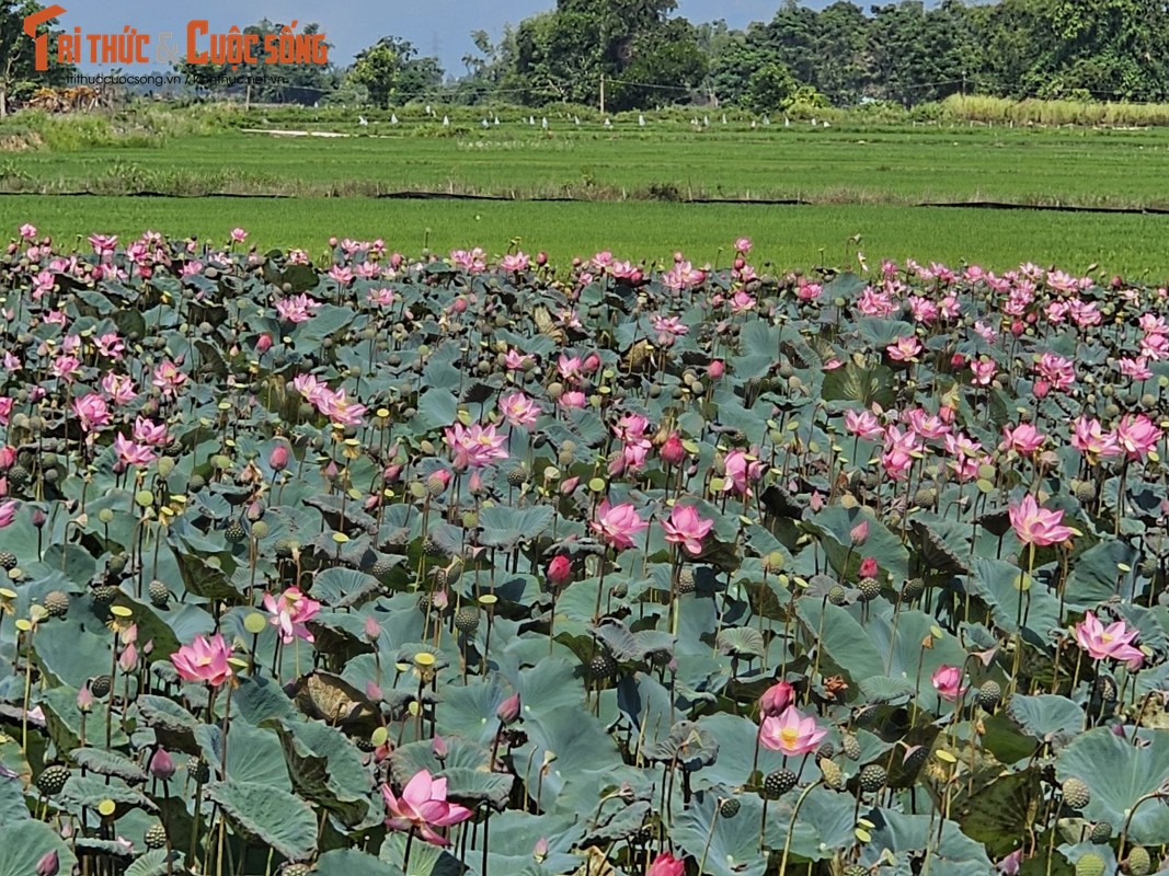 View -             Quảng Nam: Đẹp nao lòng mùa sen nở rộ nép mình bên nương lúa    