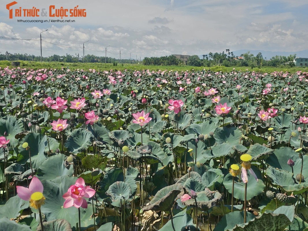 View -             Quảng Nam: Đẹp nao lòng mùa sen nở rộ nép mình bên nương lúa    