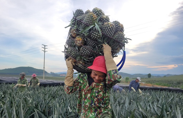 View -             Nông dân 'đội nắng' hái dứa kiếm 300.000-500.000/ngày    