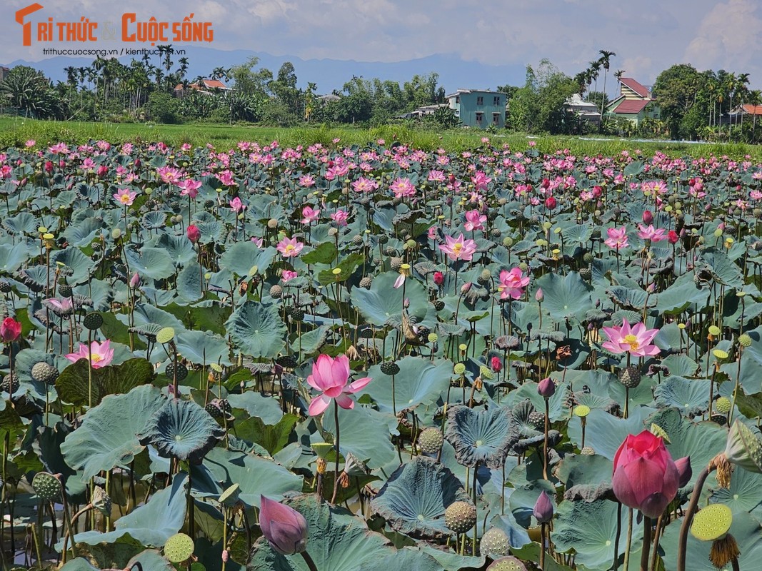 View -             Quảng Nam: Đẹp nao lòng mùa sen nở rộ nép mình bên nương lúa    