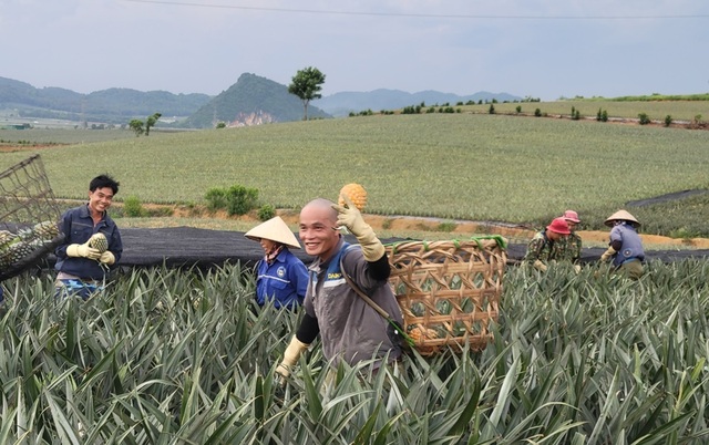             Nông dân 'đội nắng' hái dứa kiếm 300.000-500.000/ngày    