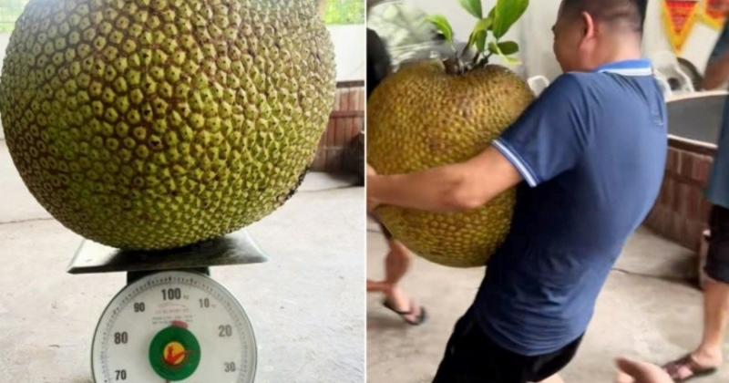             Netizen tò mò quả chủ nhà bổ quả mít 'khủng' gần 55kg    