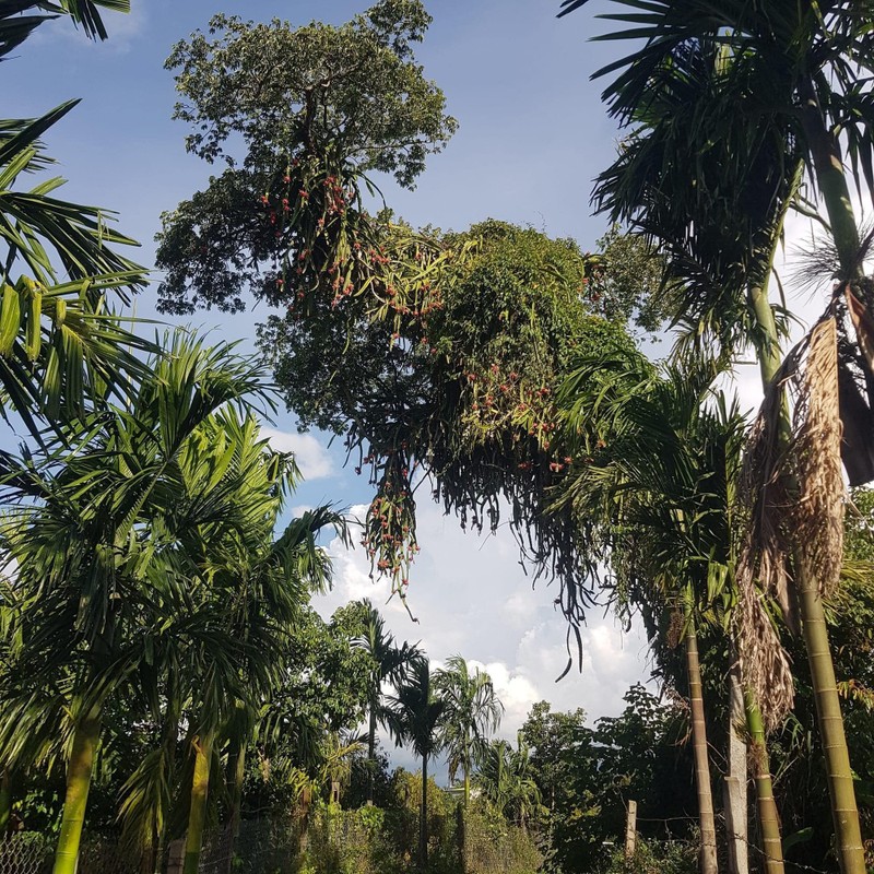 View -             Những cây thanh long chi chít quả nhưng 'thách đố' chủ nhân    