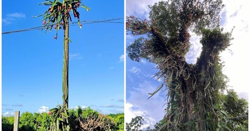             Những cây thanh long chi chít quả nhưng 'thách đố' chủ nhân    