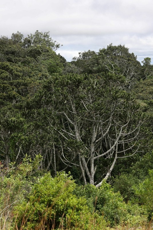 View -             Loài cây mọng nước lớn nhất thế giới: Nhìn mà choáng ngợp    