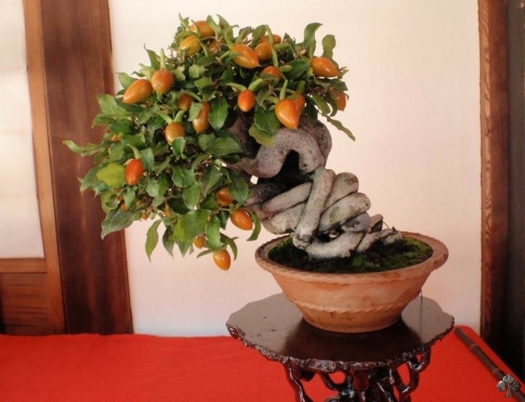 View -             Sự thật ngạc nhiên ít người biết về nghệ thuật bonsai    