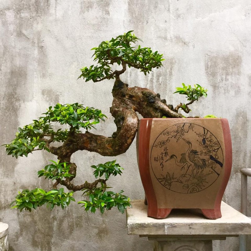             Sự thật ngạc nhiên ít người biết về nghệ thuật bonsai    