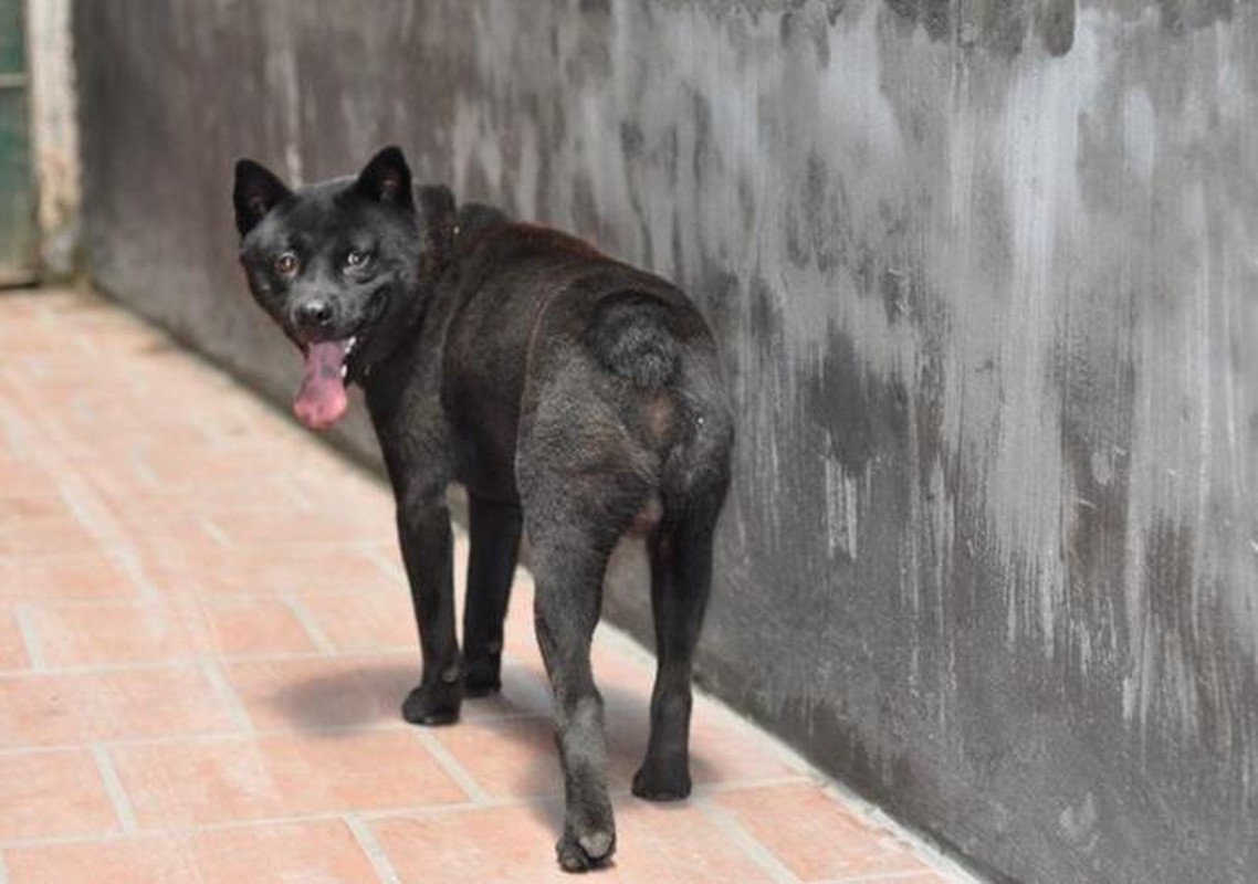 View -             'Tứ đại quốc khuyển' Việt Nam siêu đắt đỏ, đại gia ráo riết săn lùng    