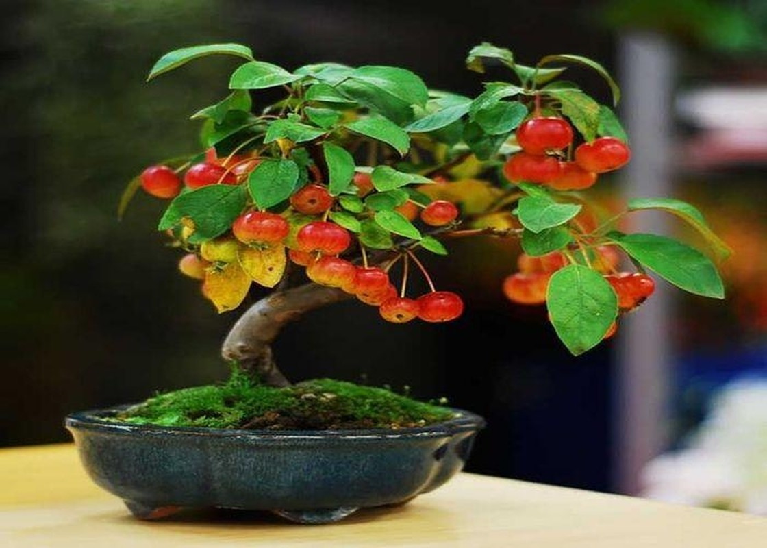 View -             Sự thật ngạc nhiên ít người biết về nghệ thuật bonsai    