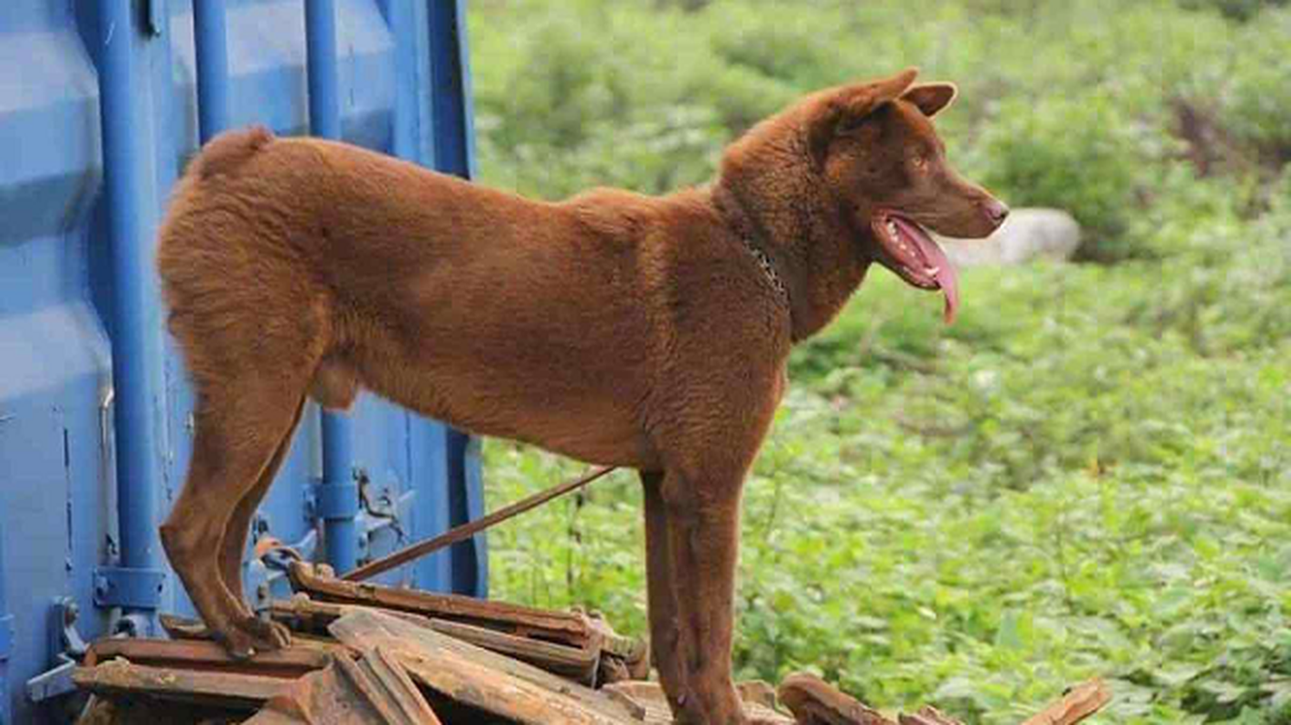 View -             'Tứ đại quốc khuyển' Việt Nam siêu đắt đỏ, đại gia ráo riết săn lùng    