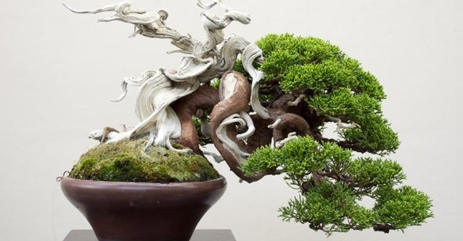 View -             Sự thật ngạc nhiên ít người biết về nghệ thuật bonsai    