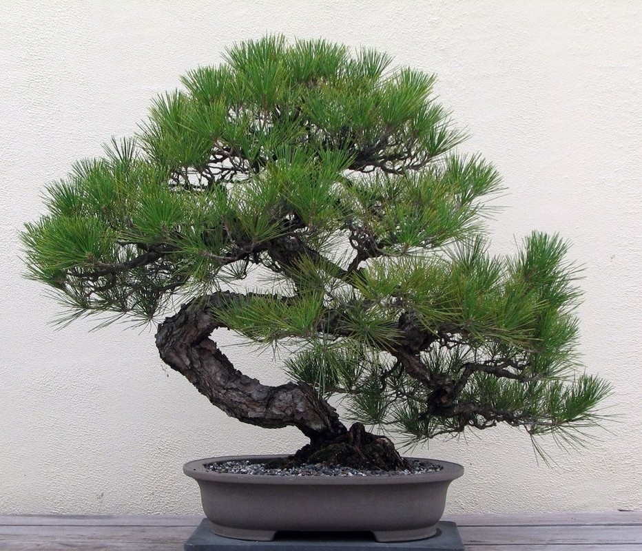 View -             Sự thật ngạc nhiên ít người biết về nghệ thuật bonsai    