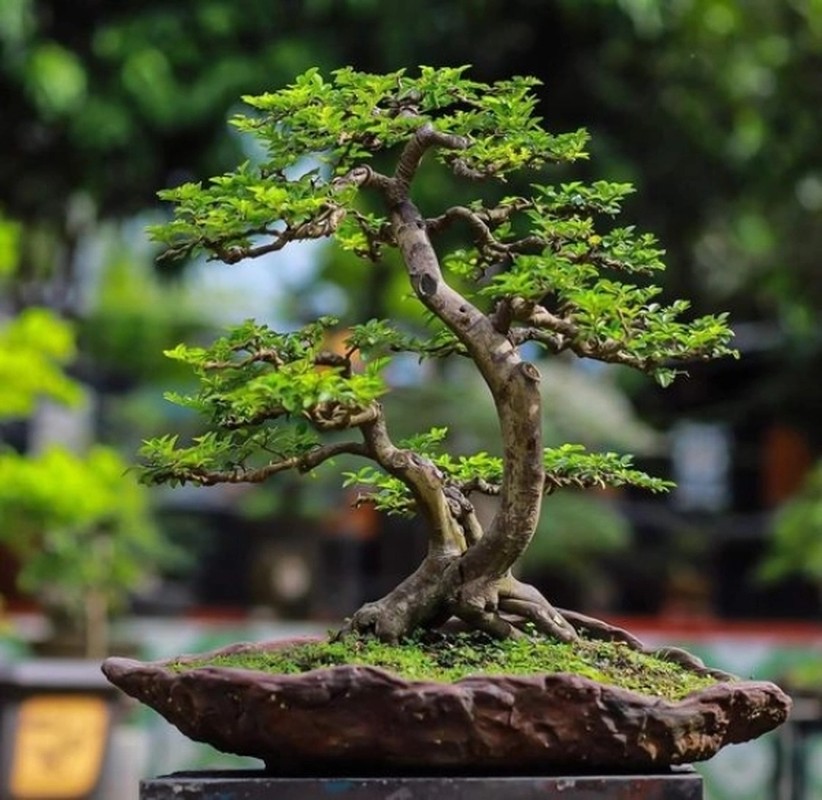             Sự thật ngạc nhiên ít người biết về nghệ thuật bonsai    