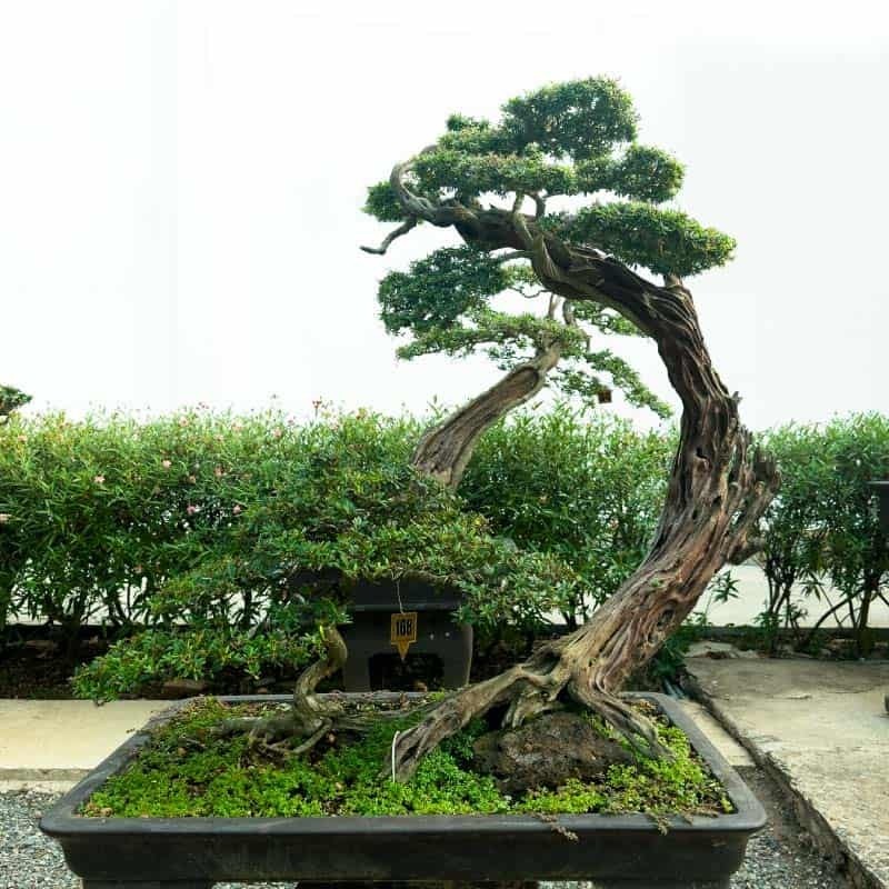 View -             Sự thật ngạc nhiên ít người biết về nghệ thuật bonsai    