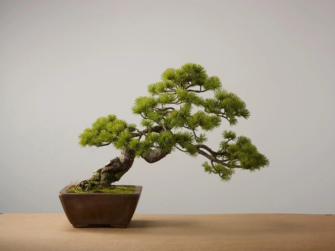 View -             Sự thật ngạc nhiên ít người biết về nghệ thuật bonsai    