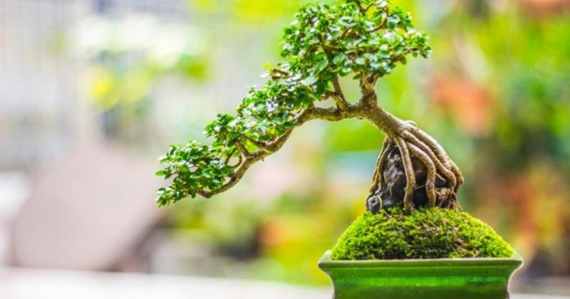             Sự thật ngạc nhiên ít người biết về nghệ thuật bonsai    