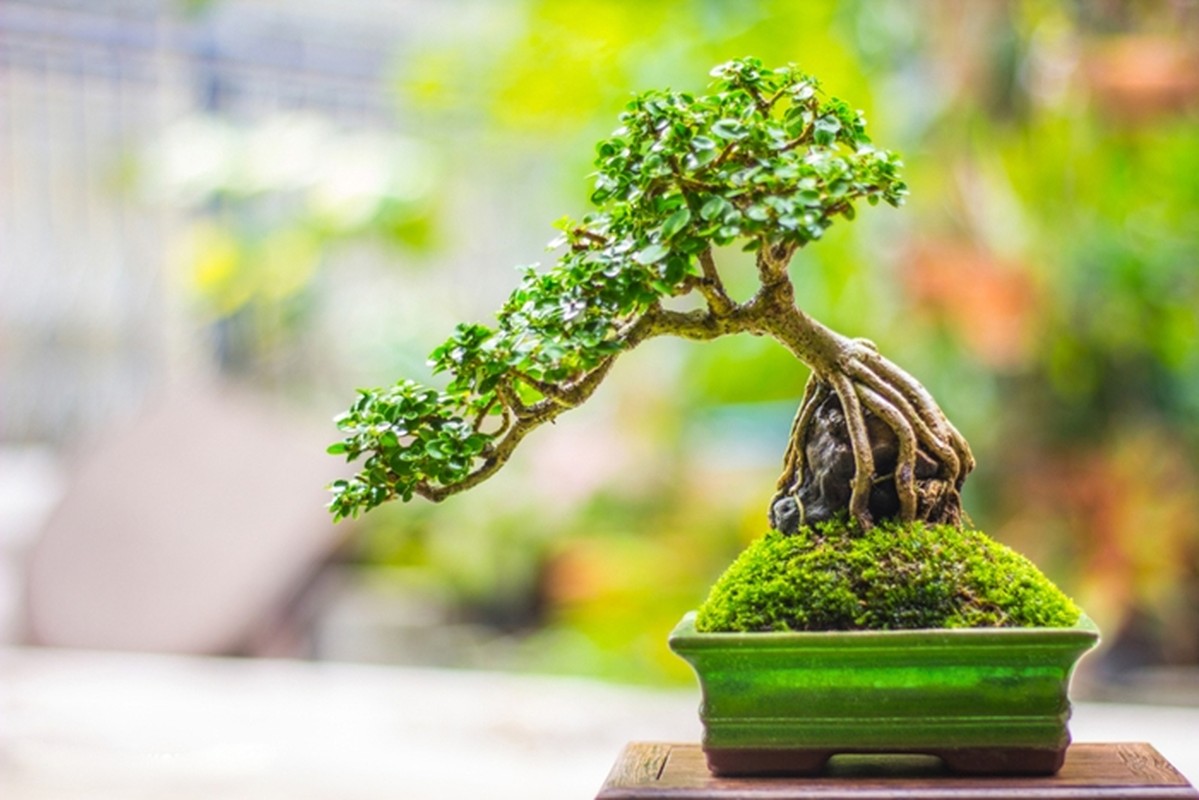 View -             Sự thật ngạc nhiên ít người biết về nghệ thuật bonsai    