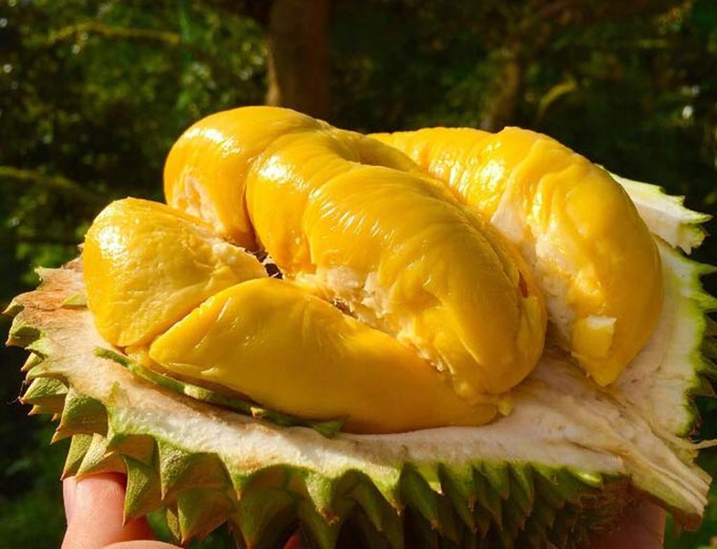 View -             Trước khi rớt giá thê thảm, sầu riêng Musang King đắt cỡ nào?    