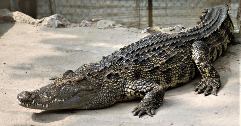 View -             5 ổ cá sấu Xiêm được tìm thấy ở Campuchia quý hiếm cỡ nào?    