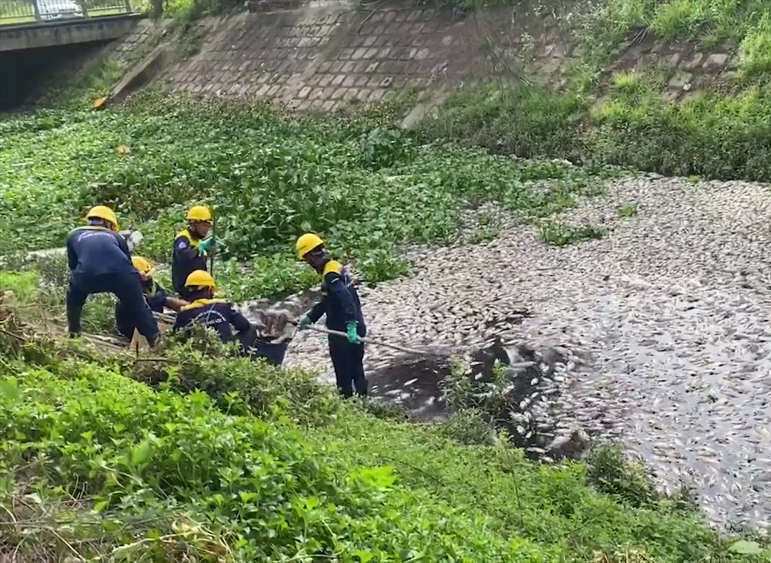 View -             Đà Nẵng: Cá chết hàng loạt nổi trắng hồ Liên Chiểu    