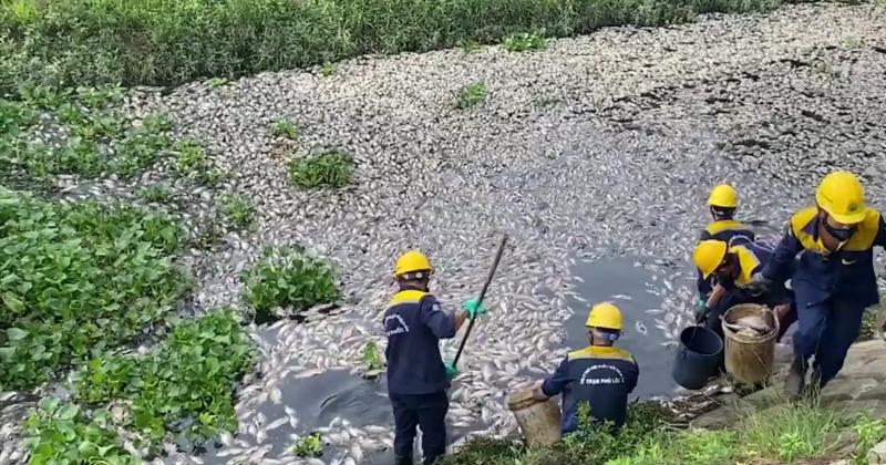 View -             Đà Nẵng: Cá chết hàng loạt nổi trắng hồ Liên Chiểu    